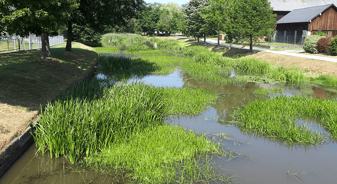 Foto von der Verlandung der Creussen in Tremmersdorf